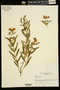 Hypericum prolificum image