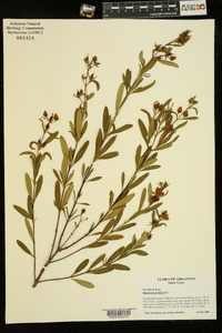 Hypericum prolificum image