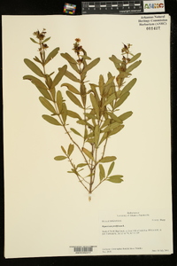 Hypericum prolificum image