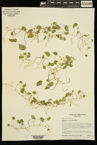 Dichondra carolinensis image