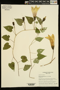 Ipomoea pandurata image