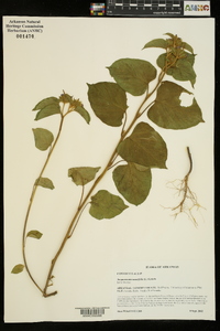 Jacquemontia tamnifolia image