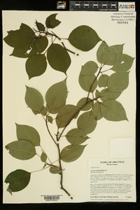 Cornus alternifolia image