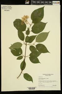 Cornus drummondii image