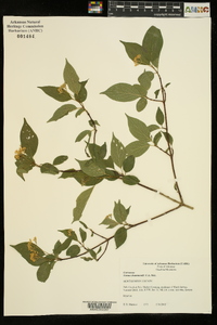 Cornus drummondii image