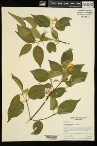 Cornus drummondii image