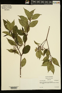 Cornus foemina image