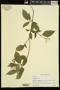 Cornus foemina image