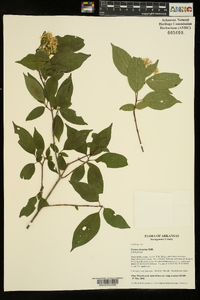 Cornus foemina image