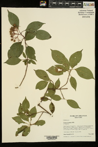 Cornus foemina image