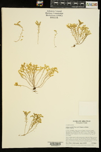 Sedum nuttallii image