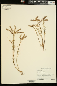 Sedum pulchellum image