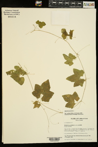 Melothria pendula image