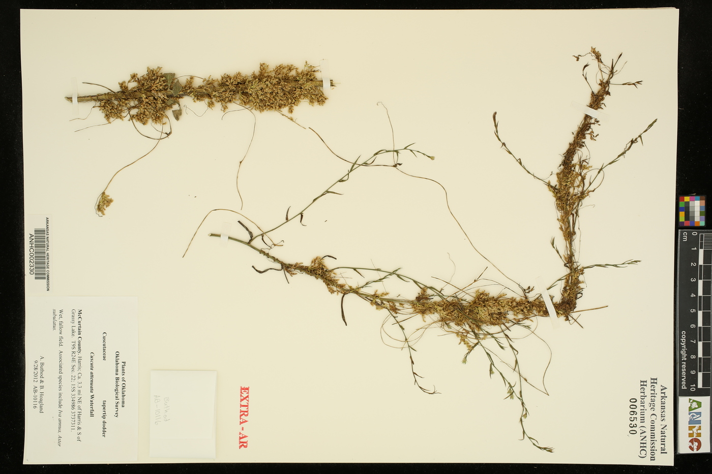 Cuscuta attenuata image