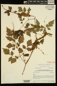 Cuscuta compacta image