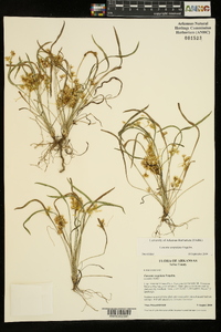 Cuscuta cuspidata image