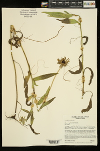 Cuscuta glomerata image