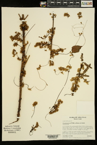 Cuscuta gronovii image