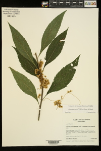 Cuscuta gronovii image