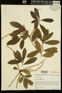 Cyrilla racemiflora image