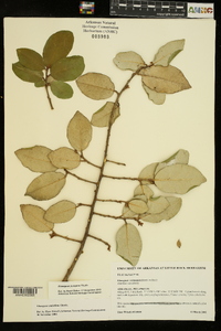 Elaeagnus pungens image