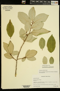 Elaeagnus pungens image