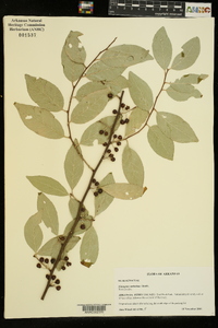 Elaeagnus umbellata image