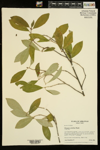 Elaeagnus umbellata image