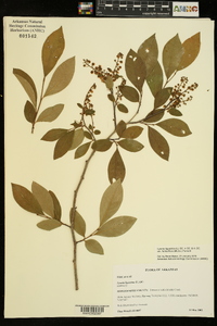 Lyonia ligustrina var. foliosiflora image