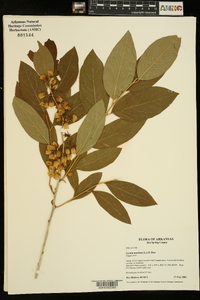 Lyonia mariana image