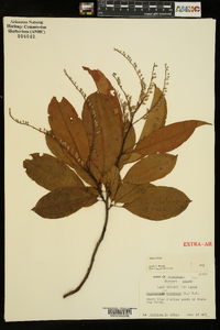 Oxydendrum arboreum image