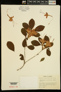 Rhododendron prunifolium image