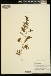 Vaccinium elliottii image