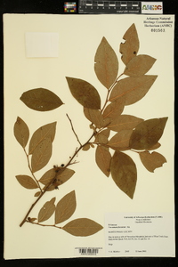 Vaccinium fuscatum image