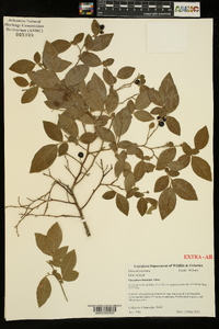 Vaccinium fuscatum image