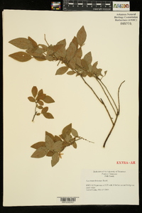 Vaccinium hirsutum image