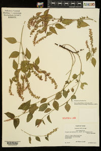 Acalypha phleoides image