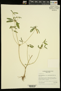 Croton glandulosus var. septentrionalis image