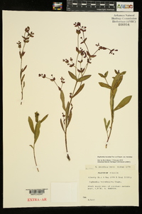 Euphorbia inundata image