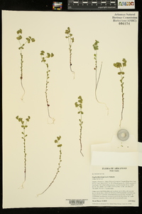 Euphorbia longicruris image