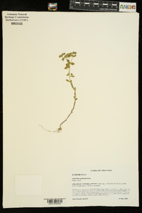 Euphorbia spathulata image