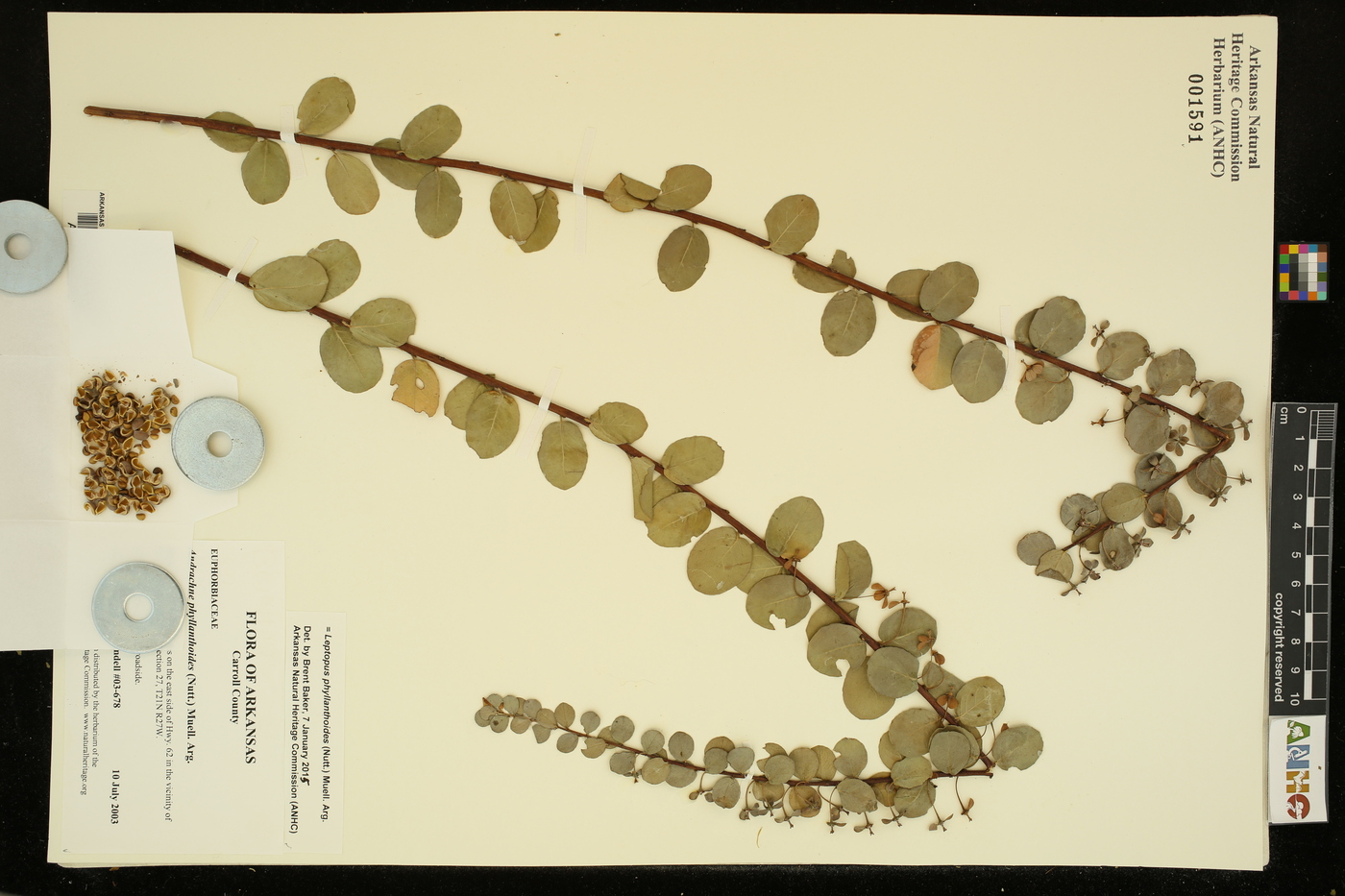 Leptopus phyllanthoides image