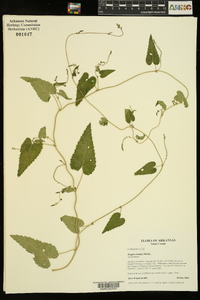 Tragia cordata image