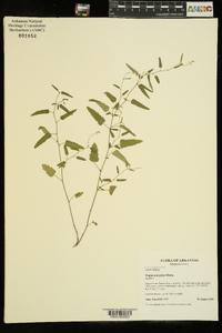 Tragia urticifolia image