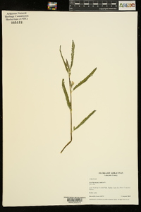 Aeschynomene indica image