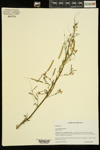 Aeschynomene indica image