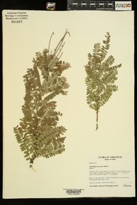 Amorpha canescens image