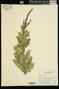 Amorpha canescens image