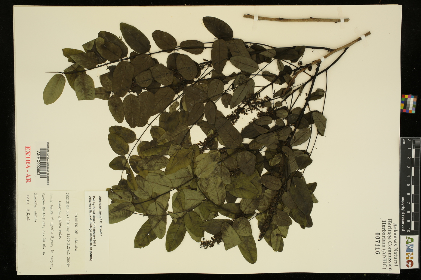 Amorpha nitens image