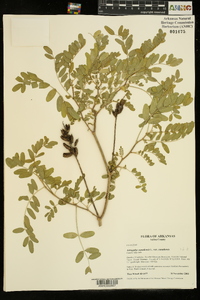 Astragalus canadensis image